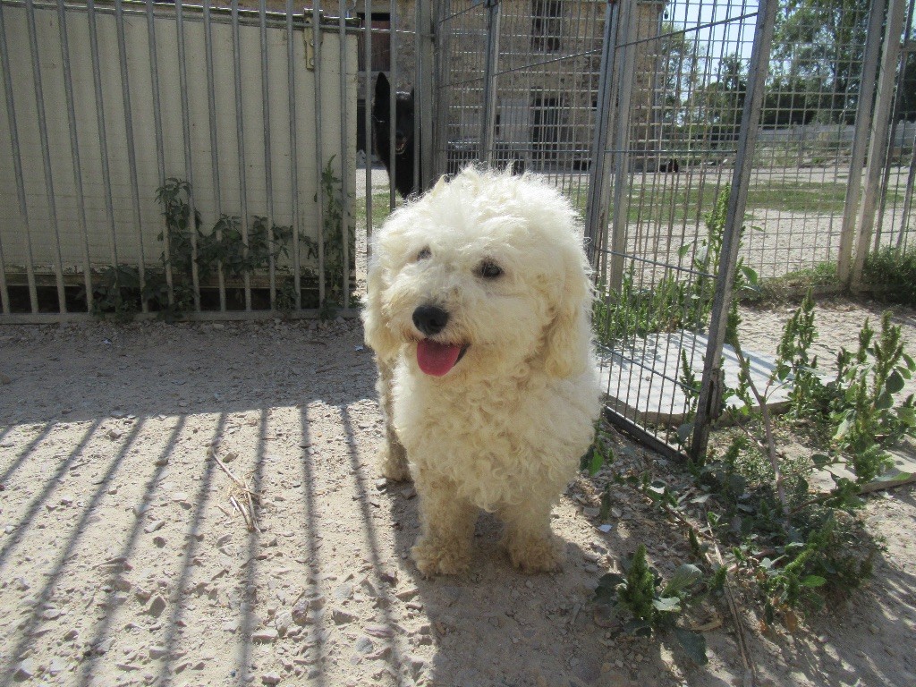 Molly de la campagne des lisses