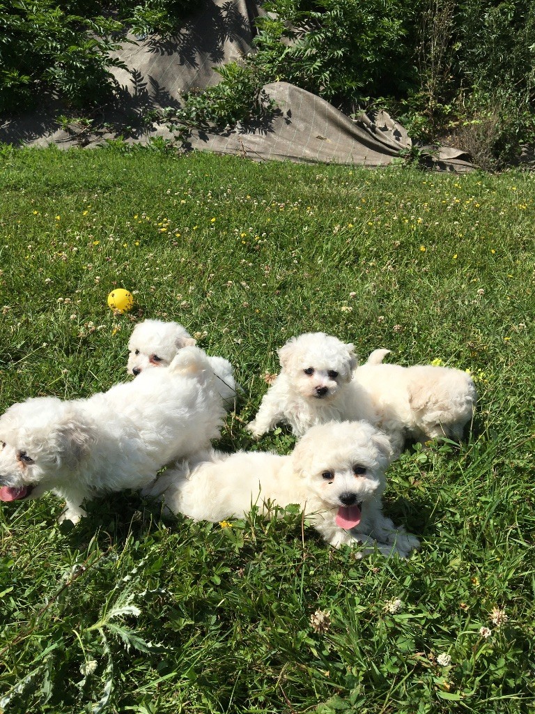 Chiot Bichon Frise du Domaine des Trolls