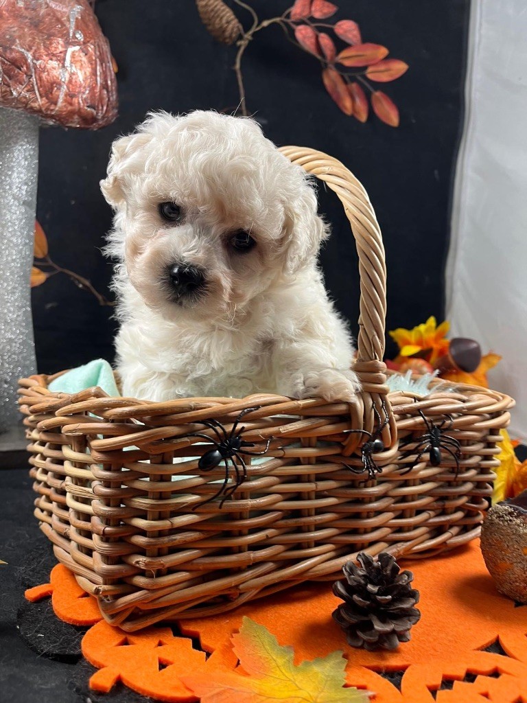 du Domaine des Trolls - Chiots disponibles - Bichon Frise