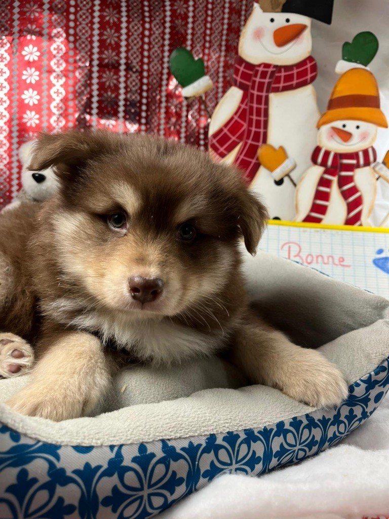 du Domaine des Trolls - Chiots disponibles - Chien finnois de Laponie