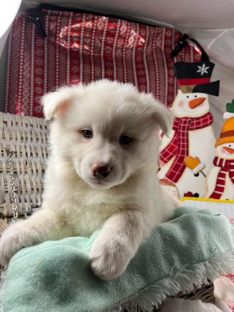 du Domaine des Trolls - Chiots disponibles - Chien finnois de Laponie