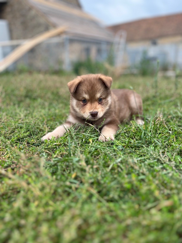 du Domaine des Trolls - Chiots disponibles - Chien finnois de Laponie