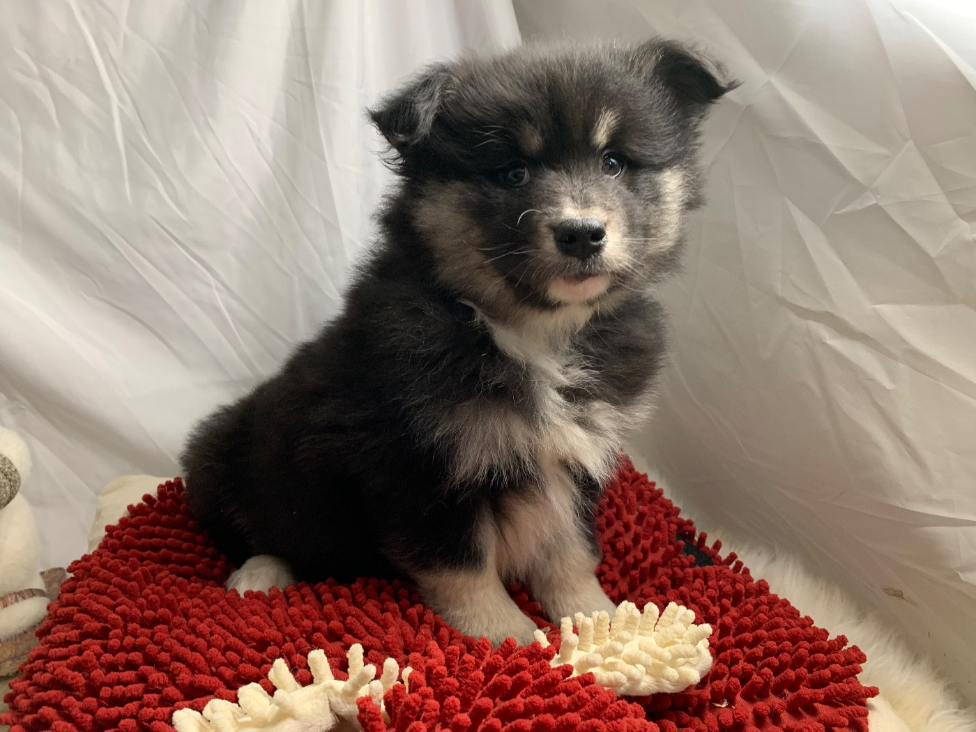 du Domaine des Trolls - Chiots disponibles - Chien finnois de Laponie