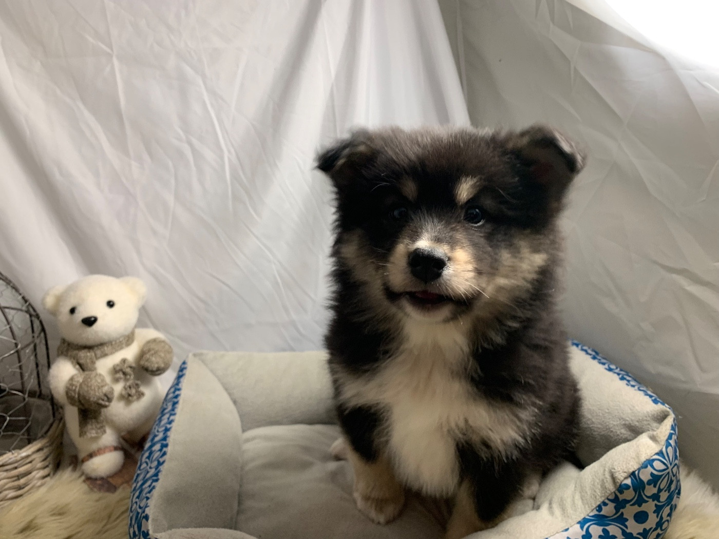 du Domaine des Trolls - Chiots disponibles - Chien finnois de Laponie