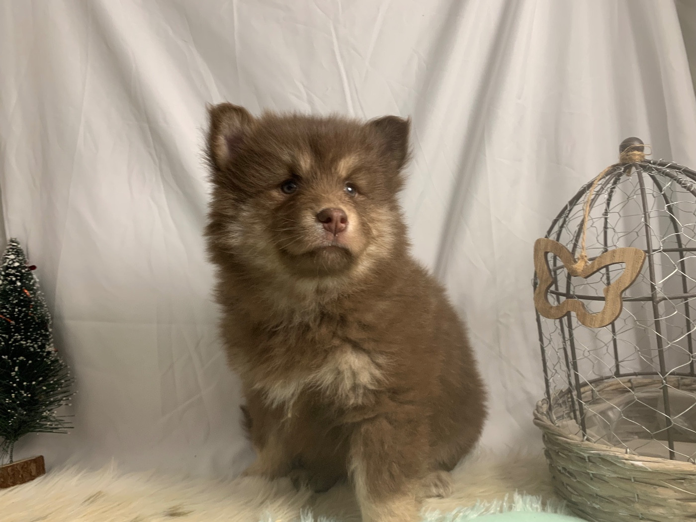 du Domaine des Trolls - Chiots disponibles - Chien finnois de Laponie