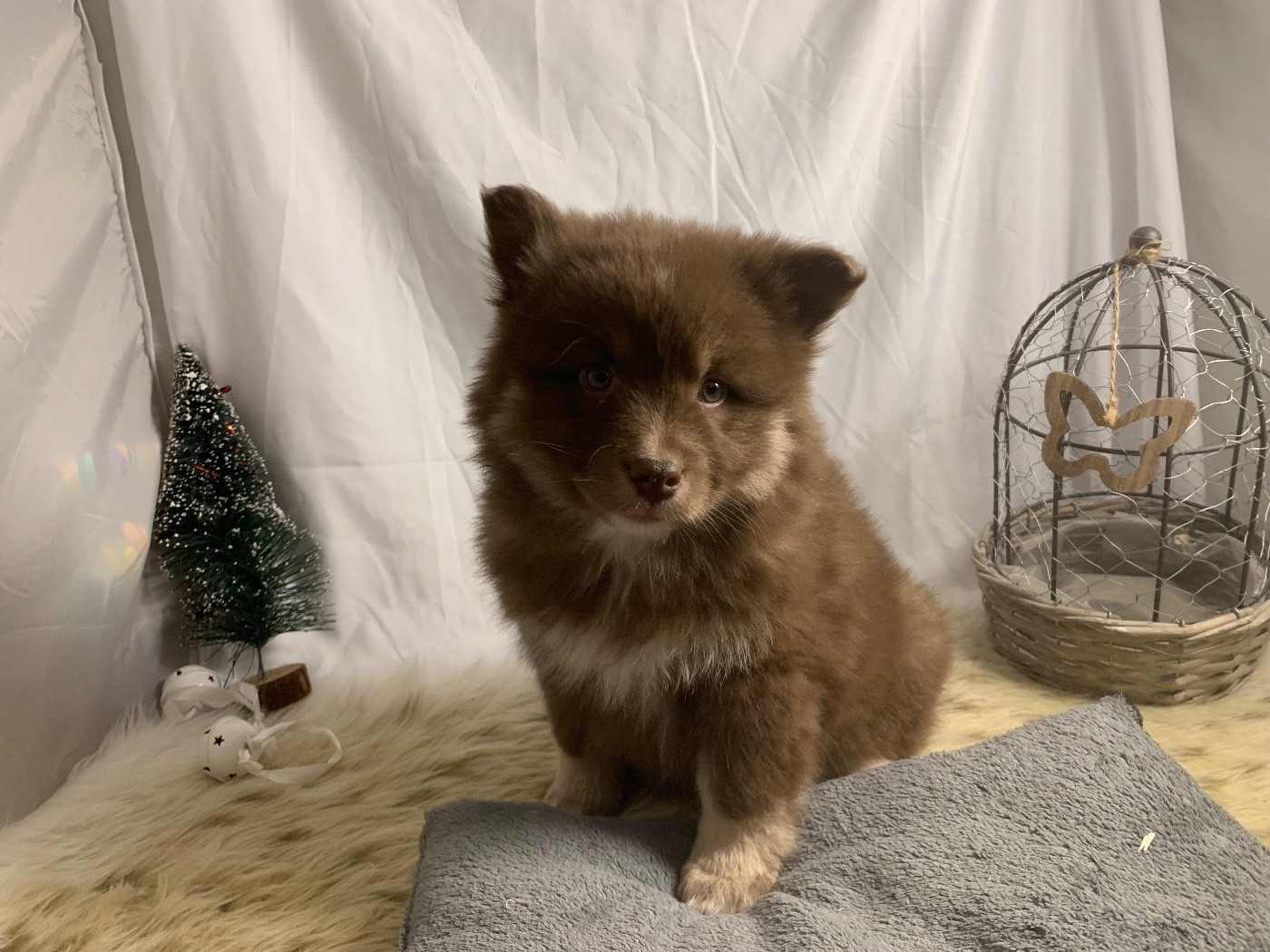 du Domaine des Trolls - Chiots disponibles - Chien finnois de Laponie