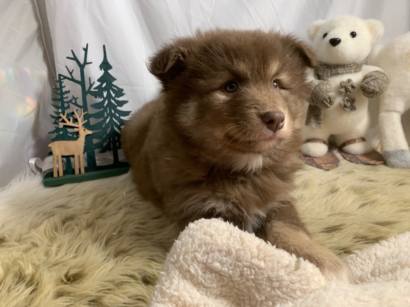 du Domaine des Trolls - Chiots disponibles - Chien finnois de Laponie