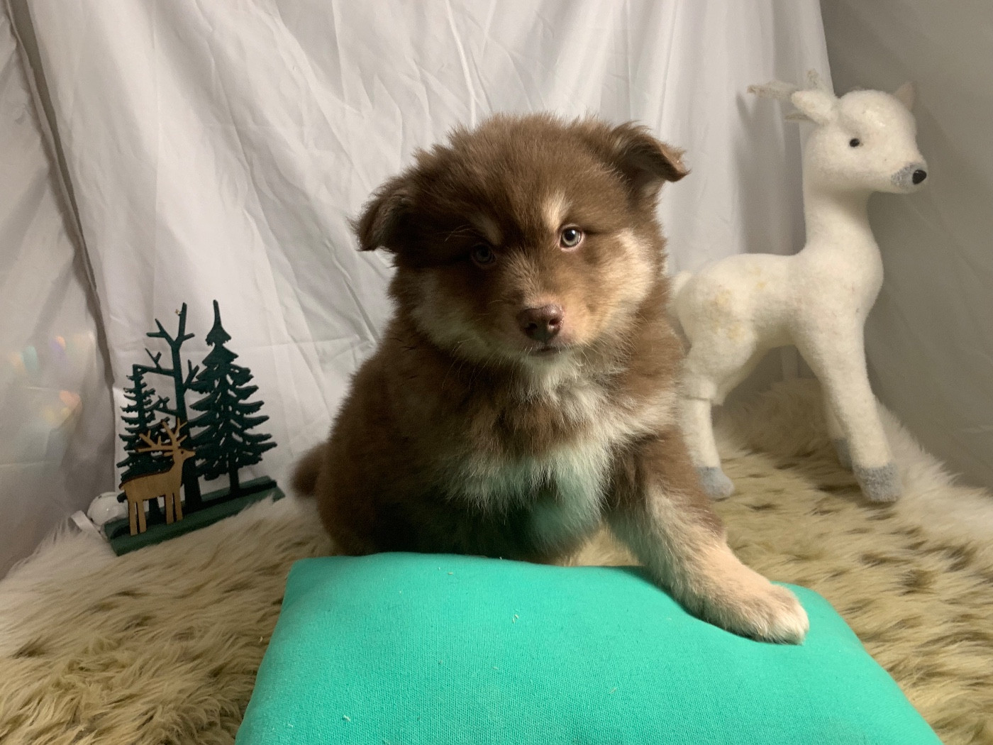 du Domaine des Trolls - Chiots disponibles - Chien finnois de Laponie