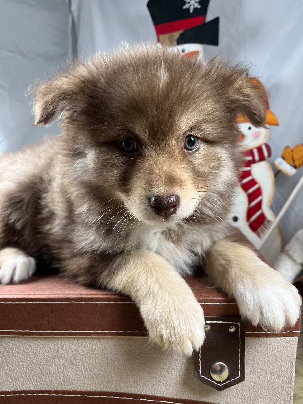 du Domaine des Trolls - Chiots disponibles - Chien finnois de Laponie