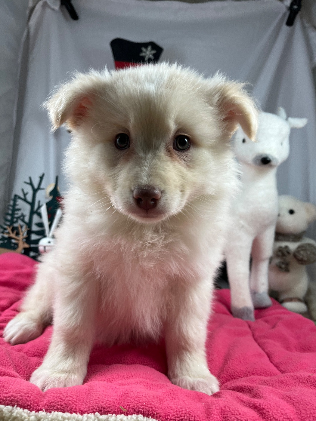 du Domaine des Trolls - Chiots disponibles - Chien finnois de Laponie