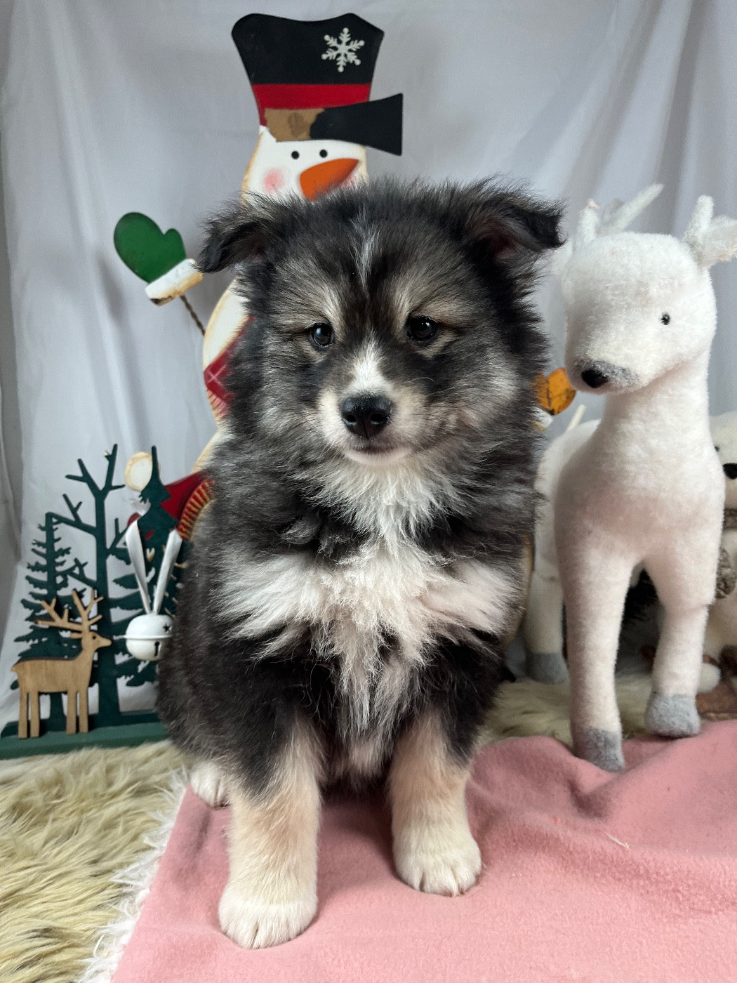 du Domaine des Trolls - Chiots disponibles - Chien finnois de Laponie