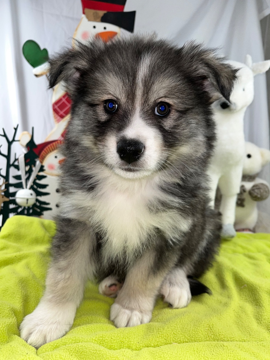 du Domaine des Trolls - Chiots disponibles - Chien finnois de Laponie