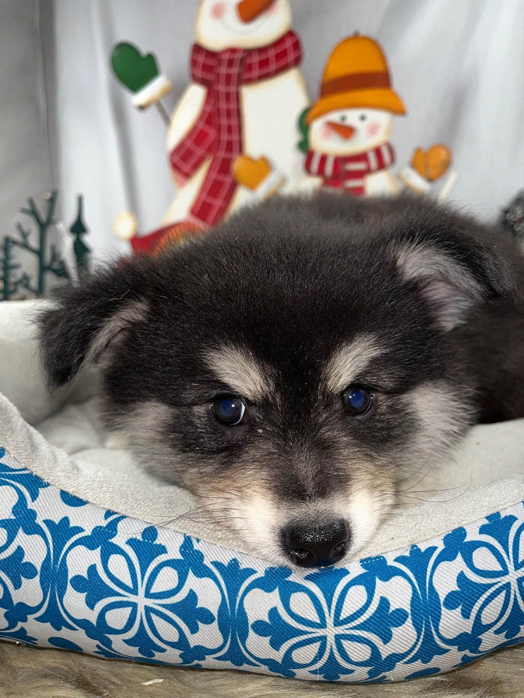 du Domaine des Trolls - Chiots disponibles - Chien finnois de Laponie