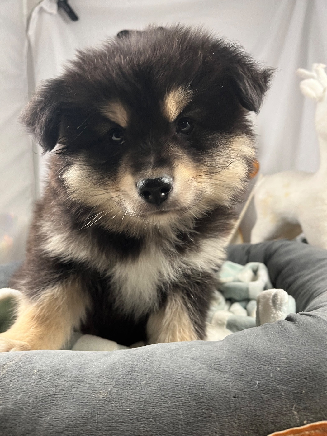 du Domaine des Trolls - Chiots disponibles - Chien finnois de Laponie