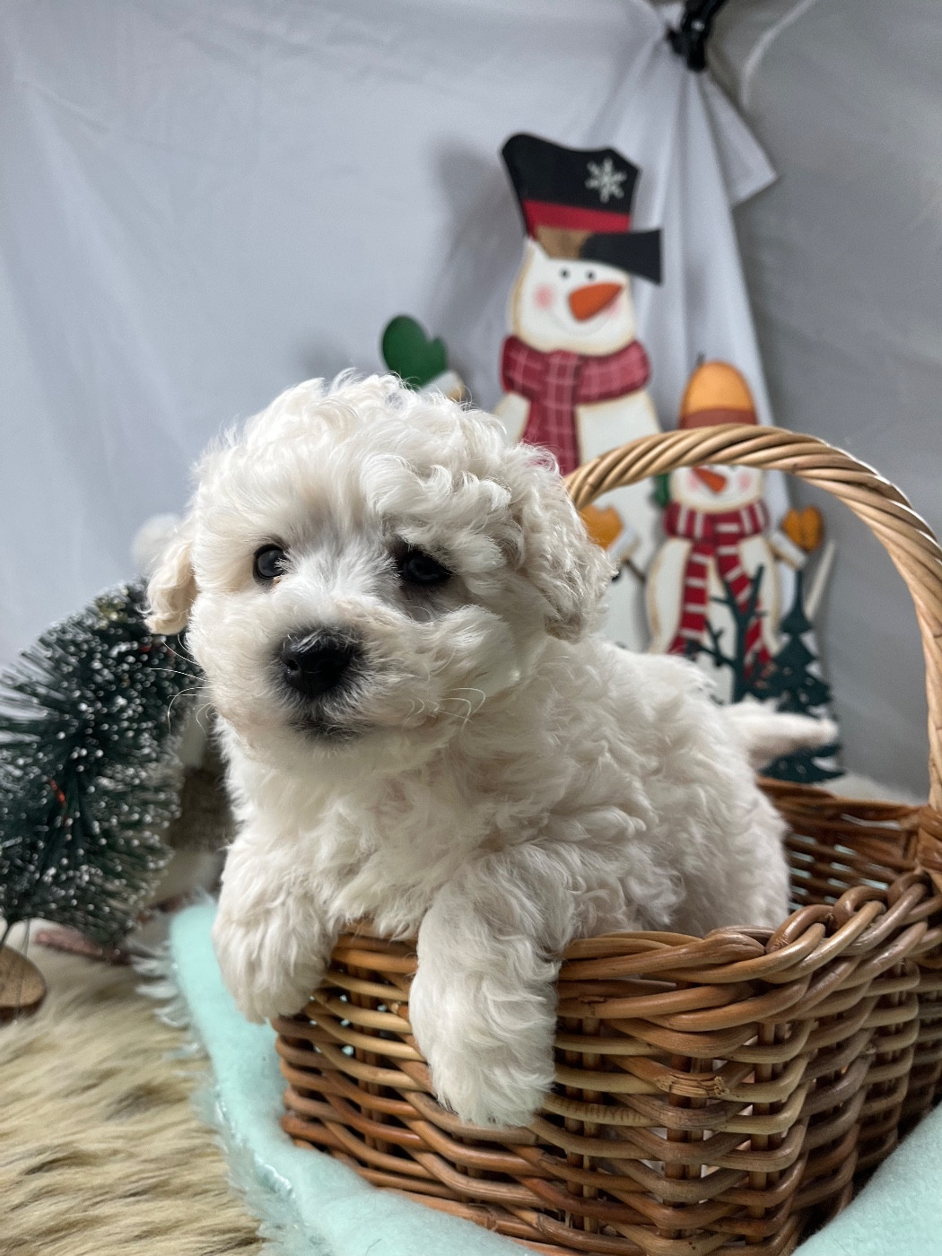 du Domaine des Trolls - Chiots disponibles - Bichon Frise
