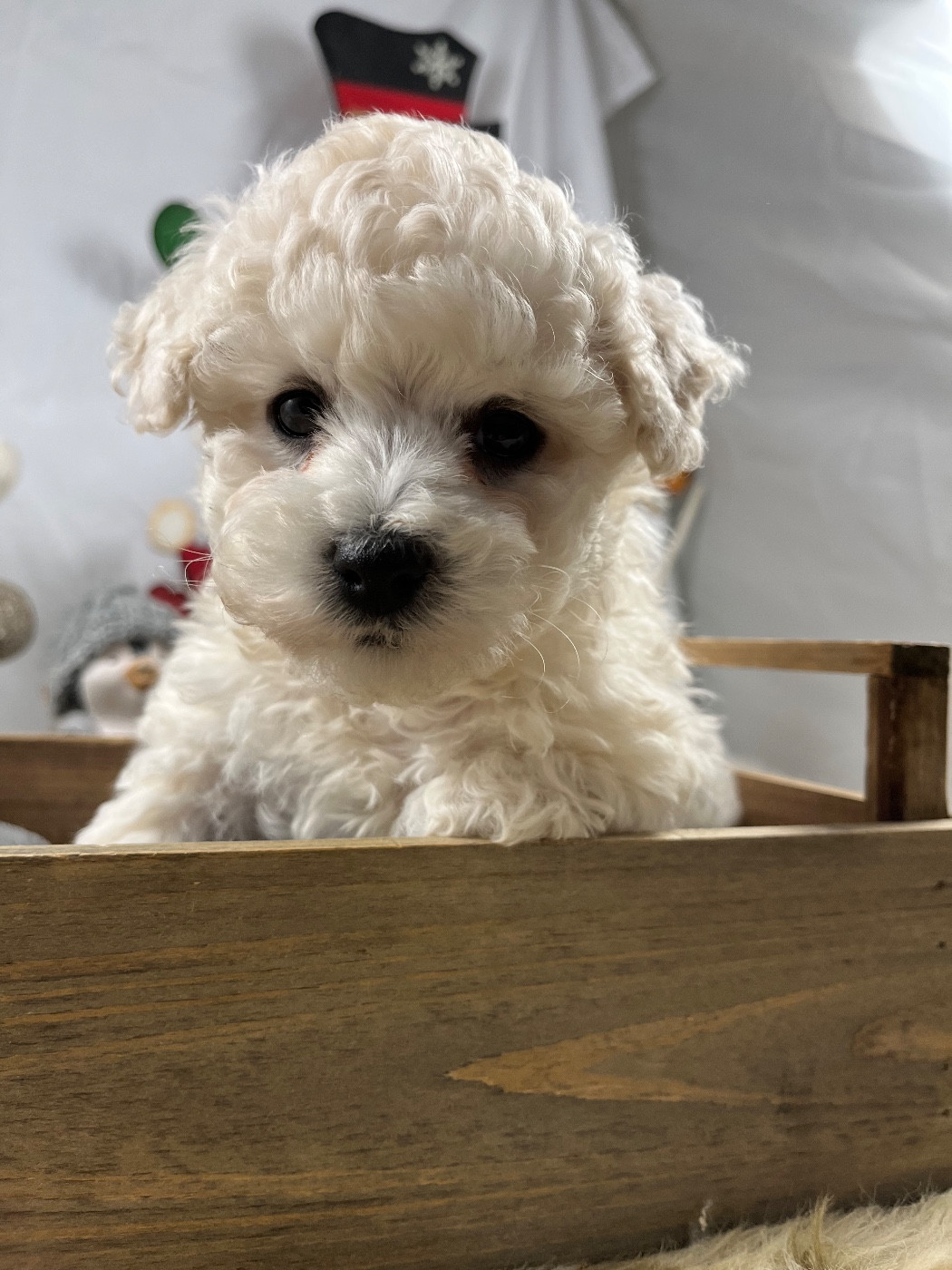 du Domaine des Trolls - Chiots disponibles - Bichon Frise