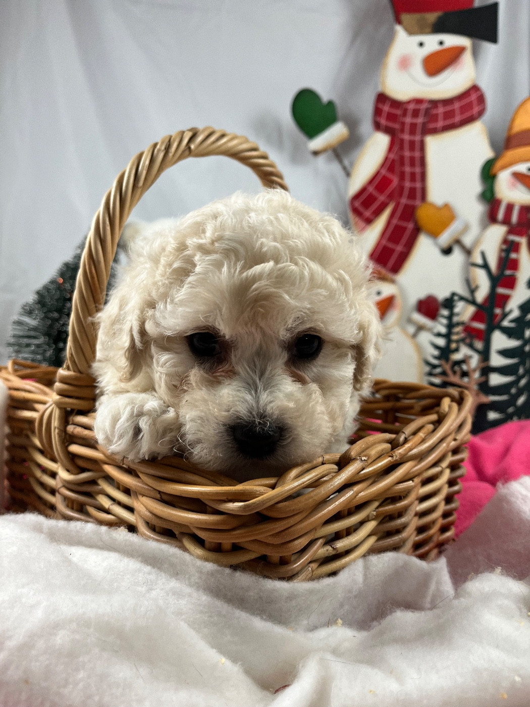 du Domaine des Trolls - Chiots disponibles - Bichon Frise
