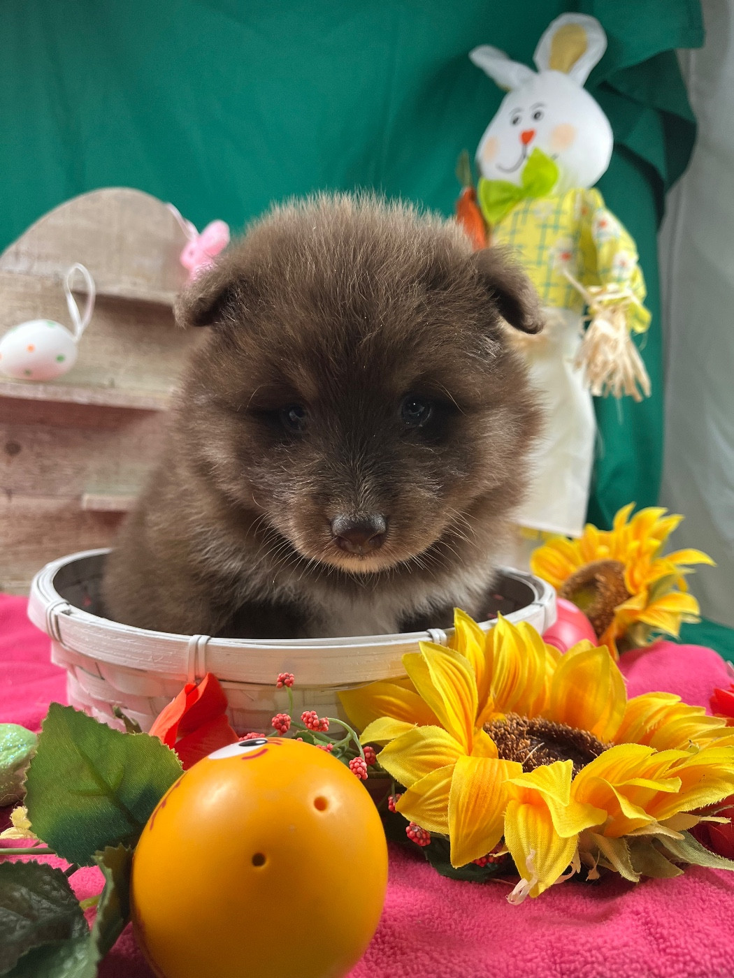 du Domaine des Trolls - Chiots disponibles - Chien finnois de Laponie