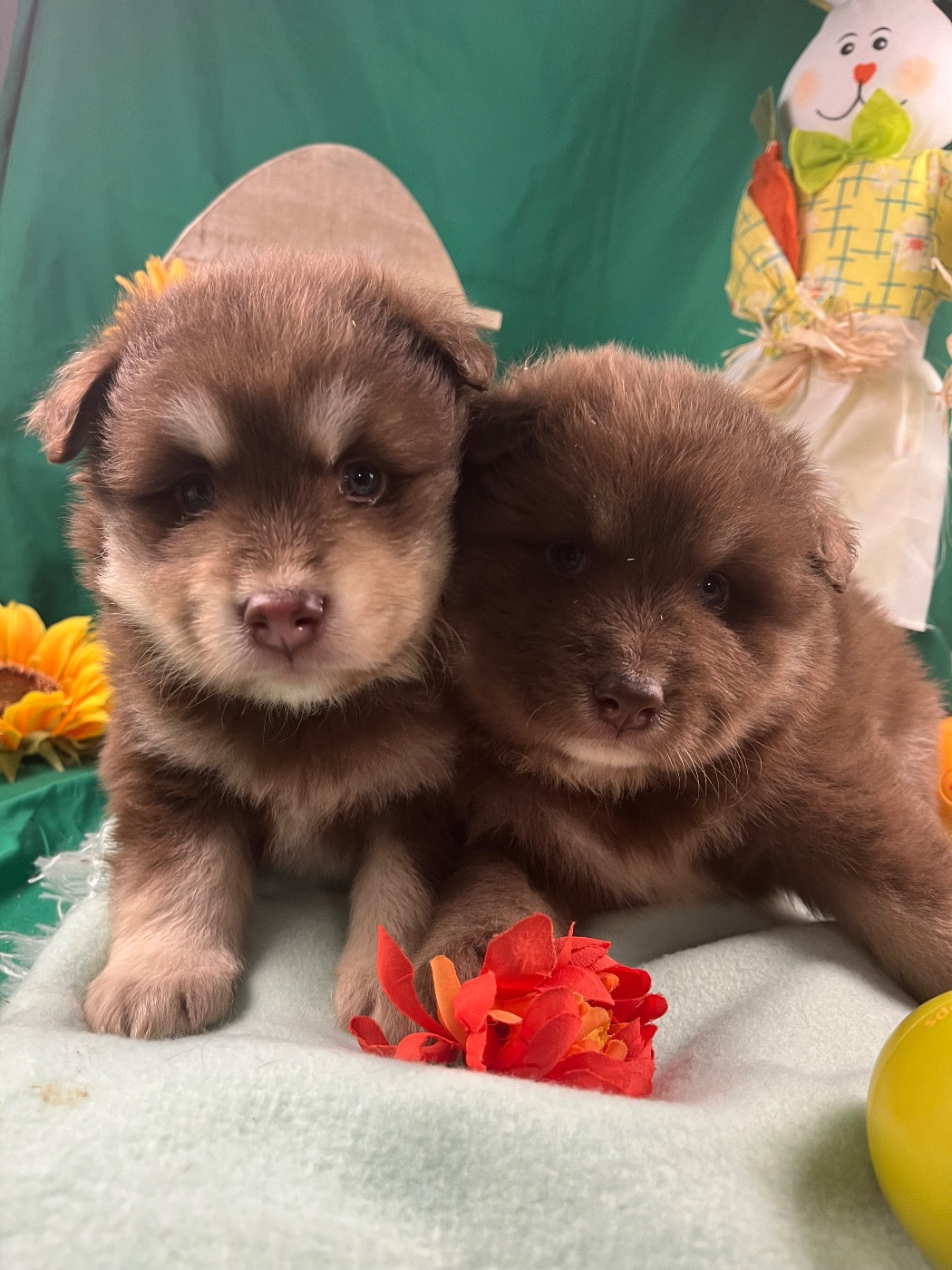 du Domaine des Trolls - Chiots disponibles - Chien finnois de Laponie