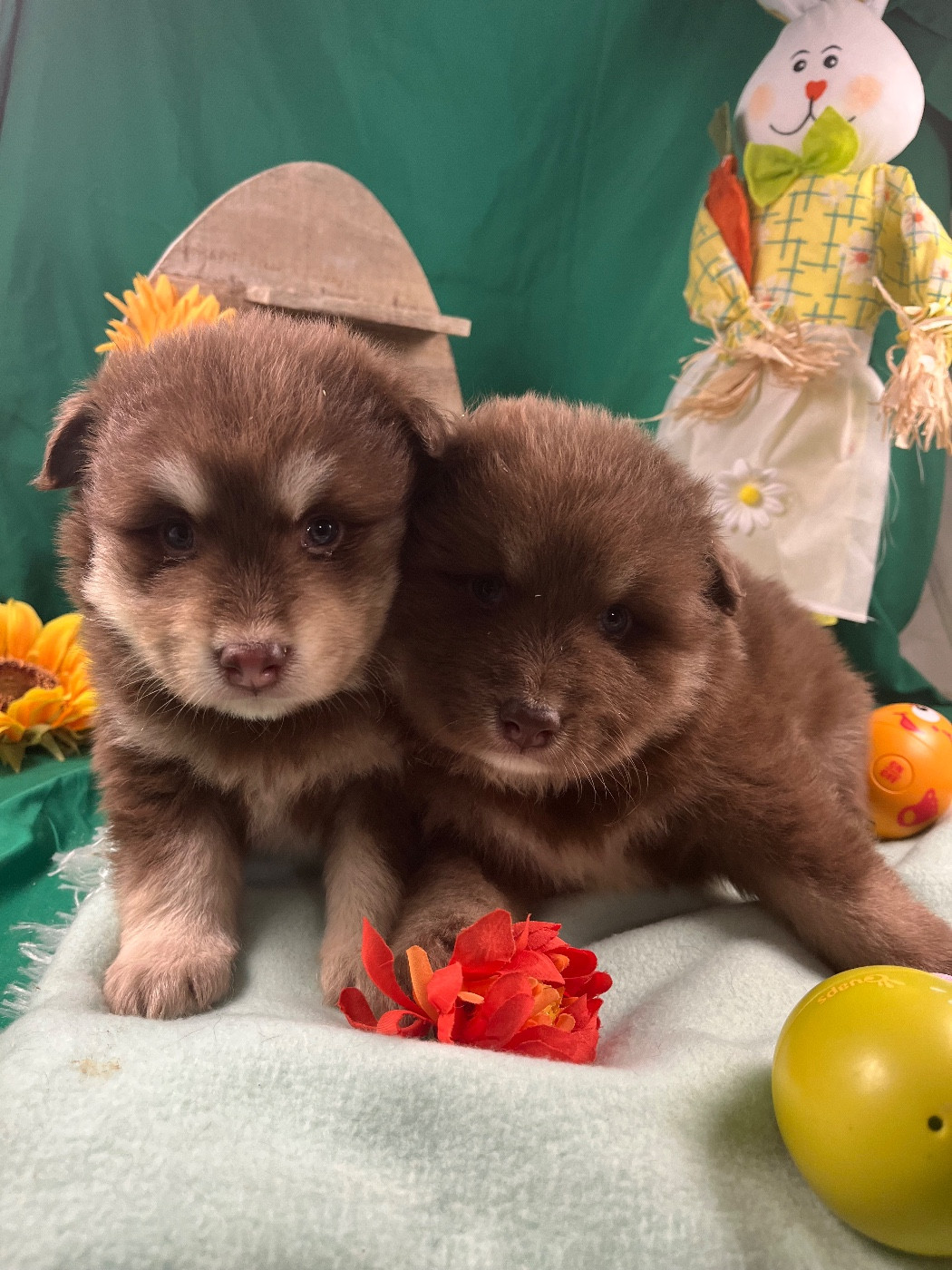 du Domaine des Trolls - Chiots disponibles - Chien finnois de Laponie