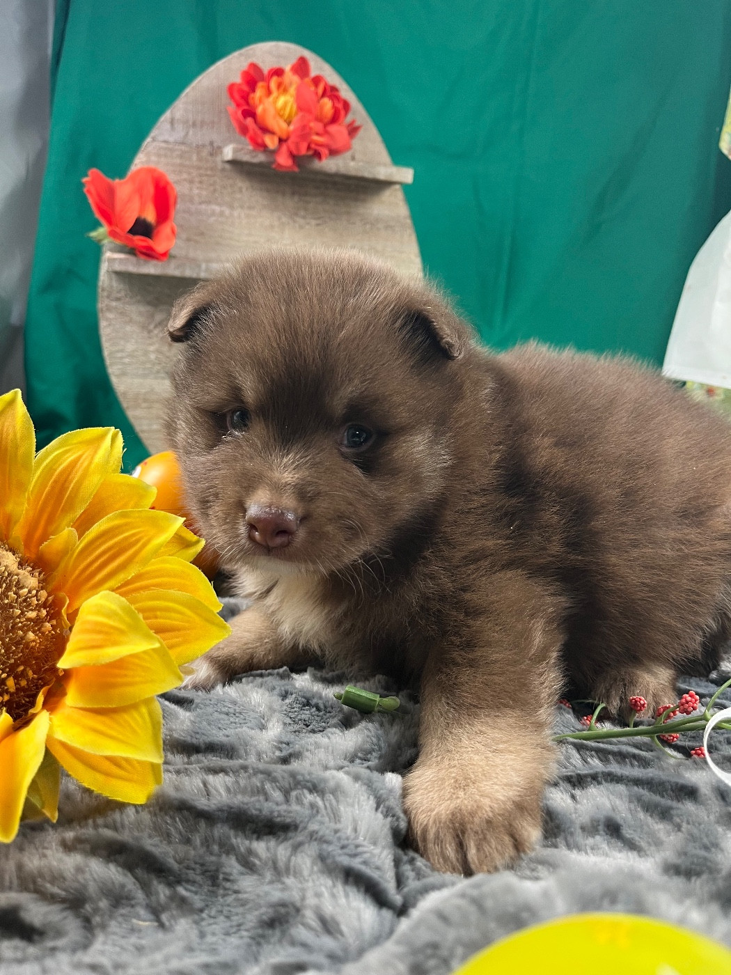 du Domaine des Trolls - Chiots disponibles - Chien finnois de Laponie