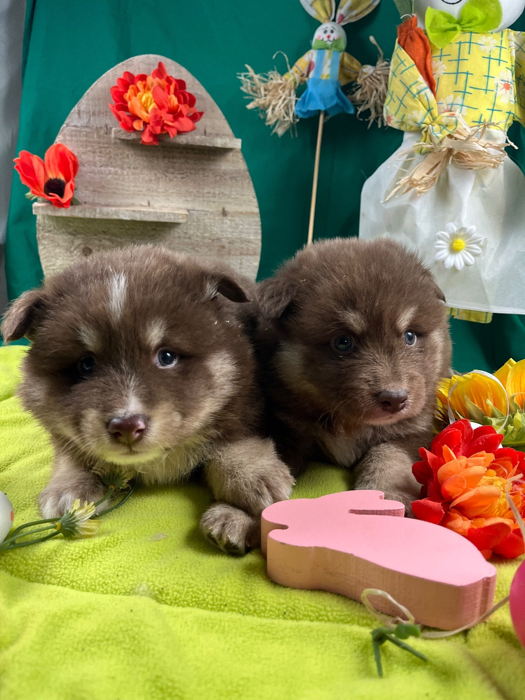 du Domaine des Trolls - Chiots disponibles - Chien finnois de Laponie