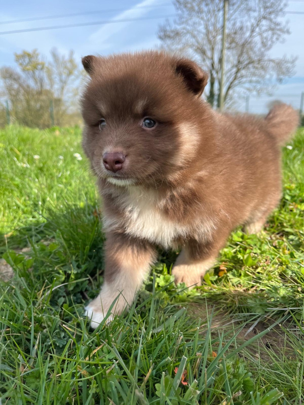 du Domaine des Trolls - Chiots disponibles - Chien finnois de Laponie