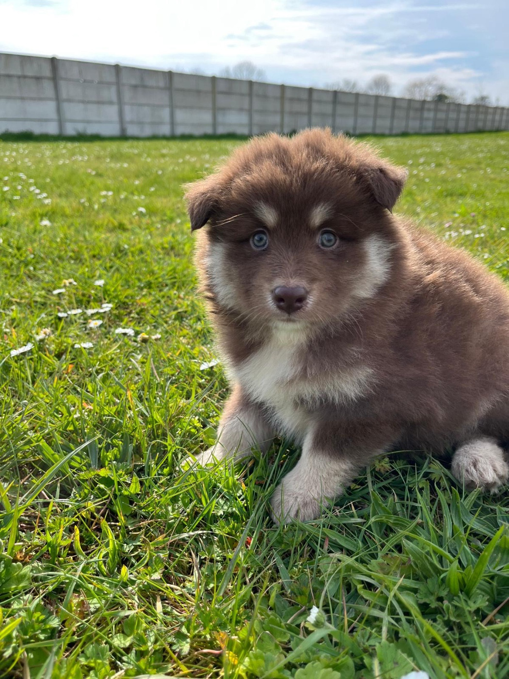 du Domaine des Trolls - Chiots disponibles - Chien finnois de Laponie