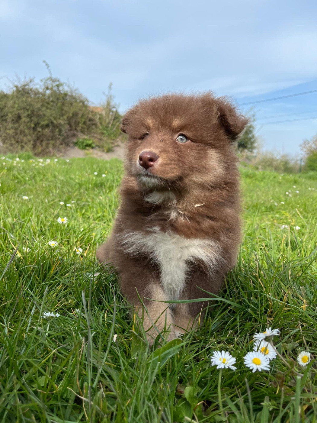 du Domaine des Trolls - Chiots disponibles - Chien finnois de Laponie