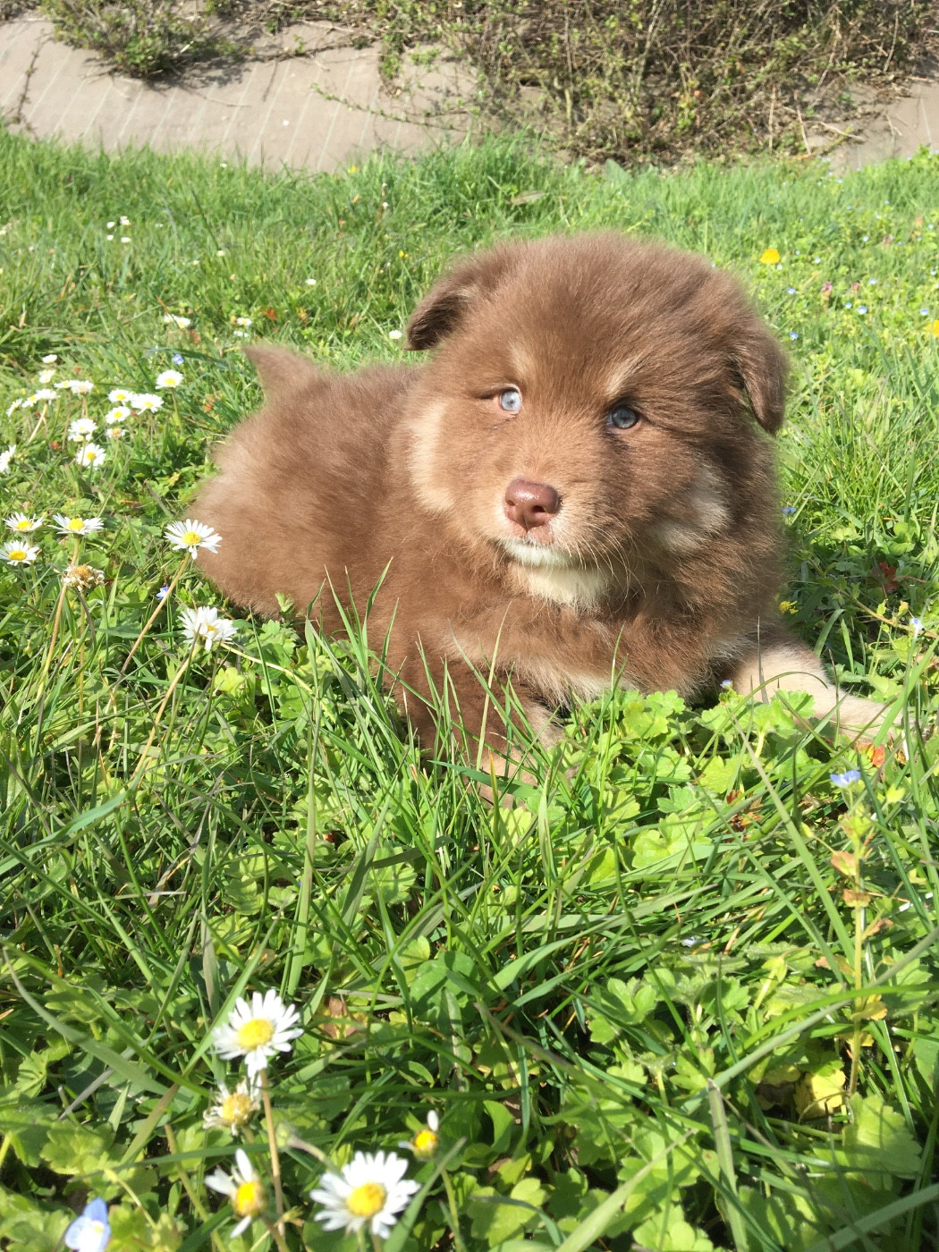 du Domaine des Trolls - Chiots disponibles - Chien finnois de Laponie