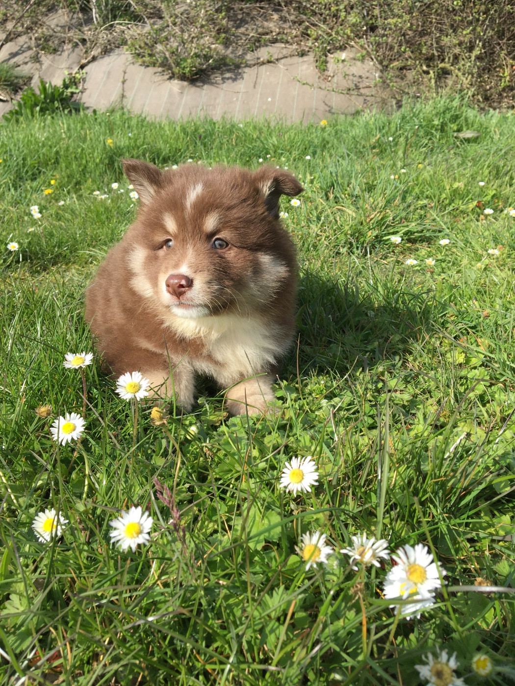 du Domaine des Trolls - Chiots disponibles - Chien finnois de Laponie