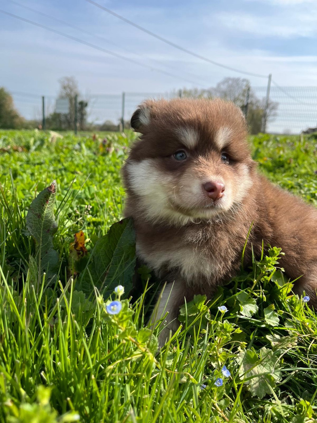 du Domaine des Trolls - Chiots disponibles - Chien finnois de Laponie