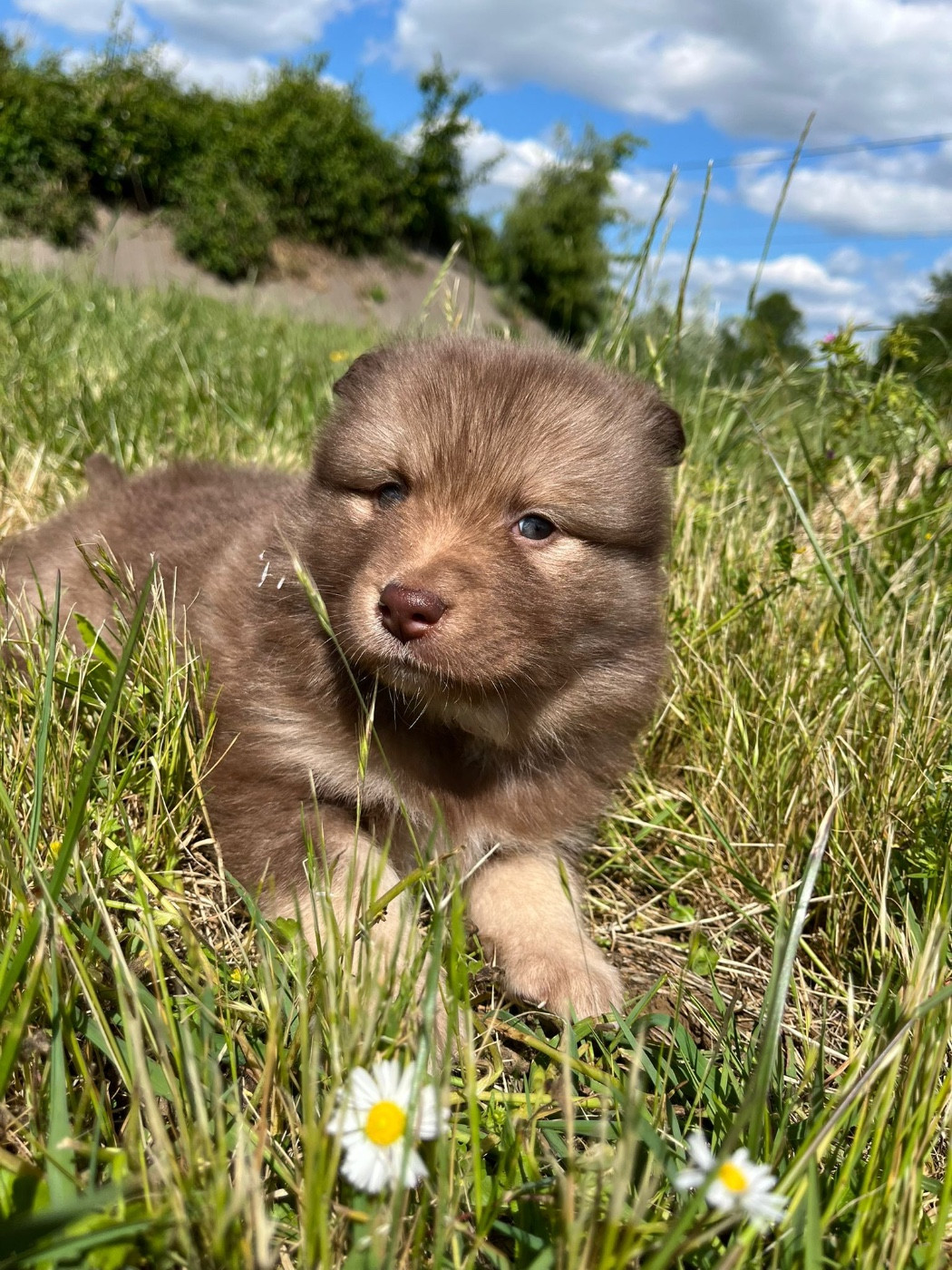 du Domaine des Trolls - Chiots disponibles - Chien finnois de Laponie