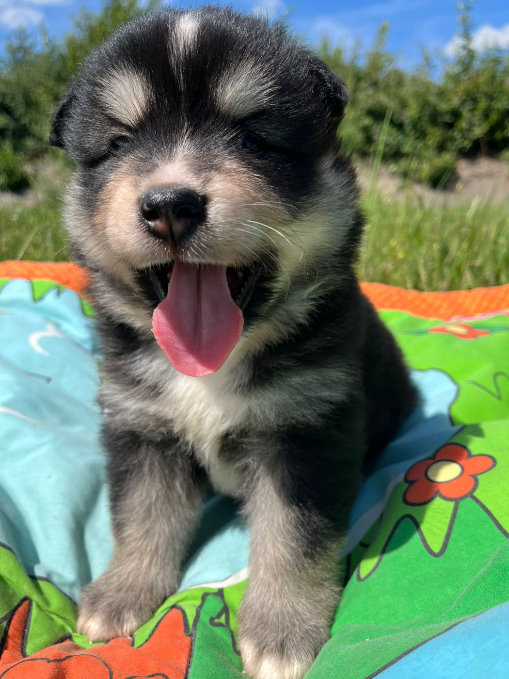 du Domaine des Trolls - Chiots disponibles - Chien finnois de Laponie