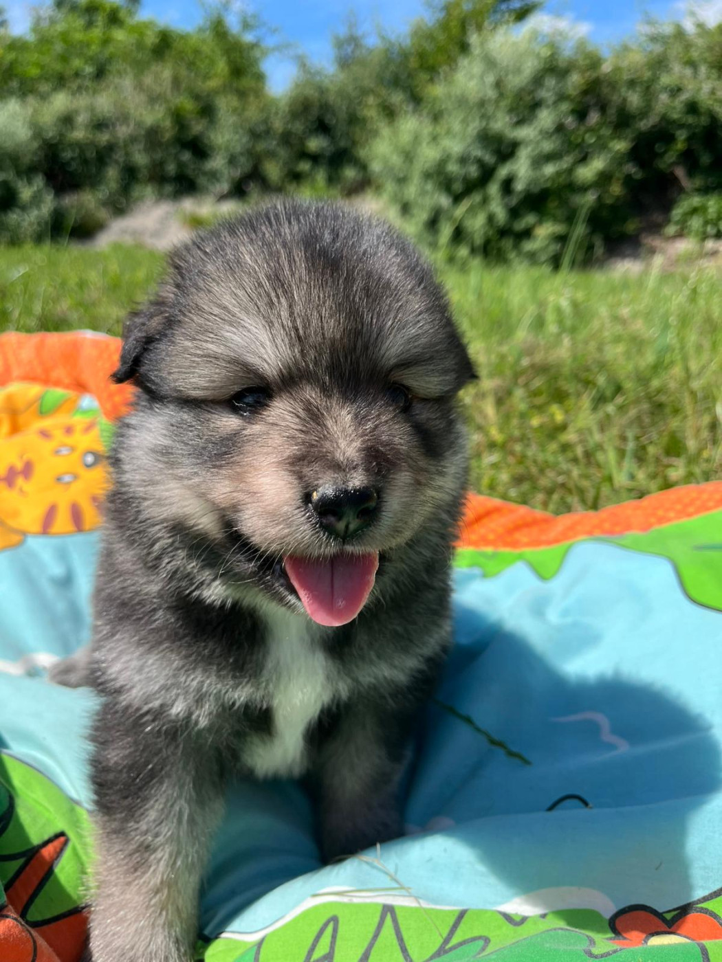 du Domaine des Trolls - Chiots disponibles - Chien finnois de Laponie