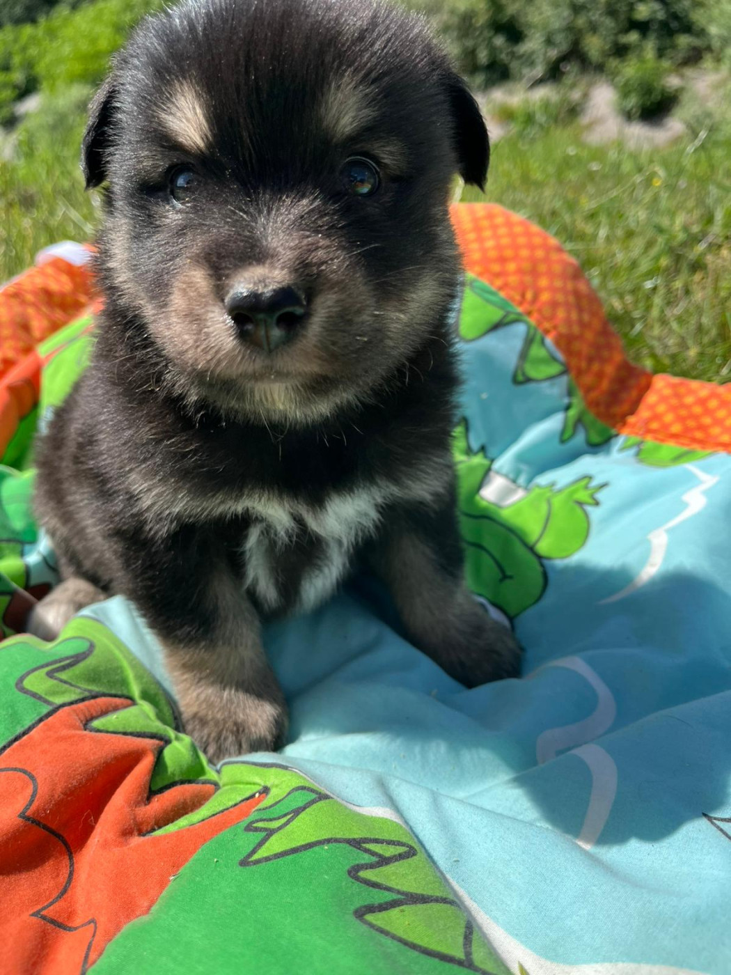 du Domaine des Trolls - Chiots disponibles - Chien finnois de Laponie