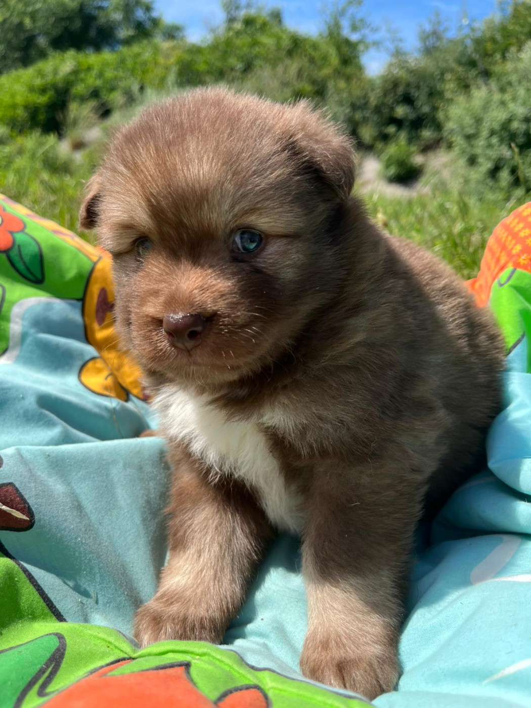 du Domaine des Trolls - Chiots disponibles - Chien finnois de Laponie