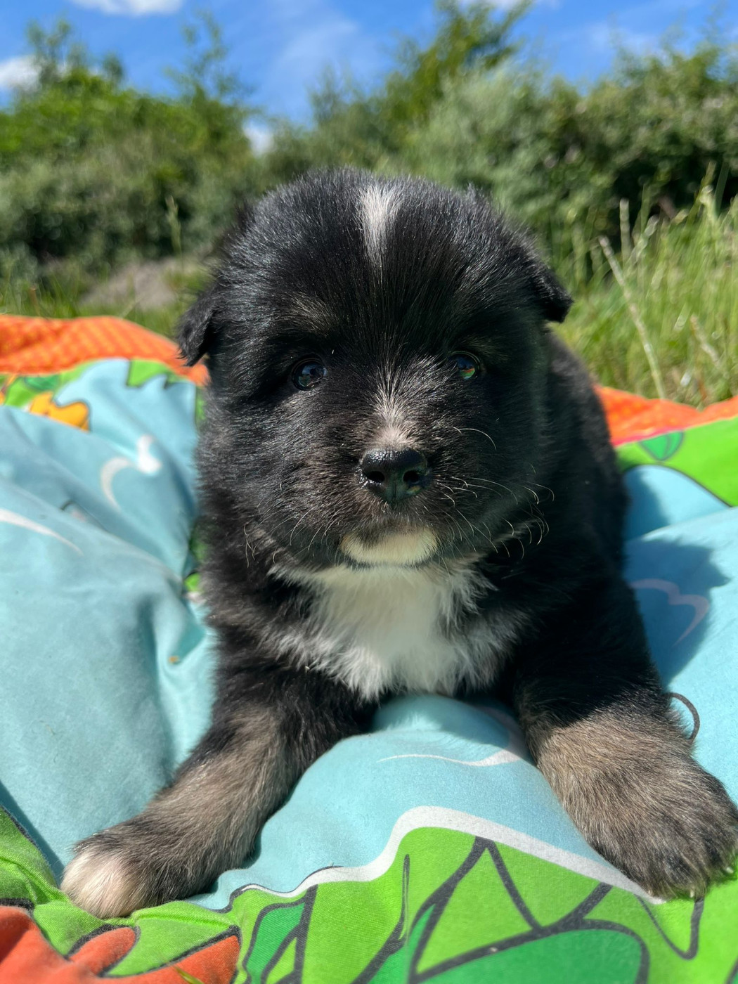 du Domaine des Trolls - Chiots disponibles - Chien finnois de Laponie