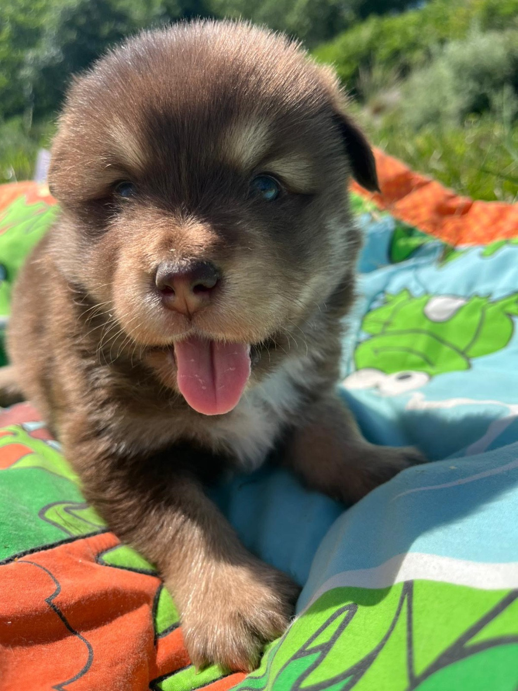 du Domaine des Trolls - Chiots disponibles - Chien finnois de Laponie