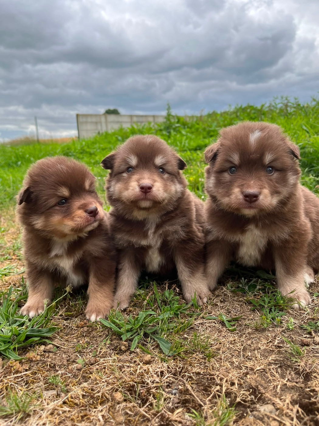 du Domaine des Trolls - Chiots disponibles - Chien finnois de Laponie