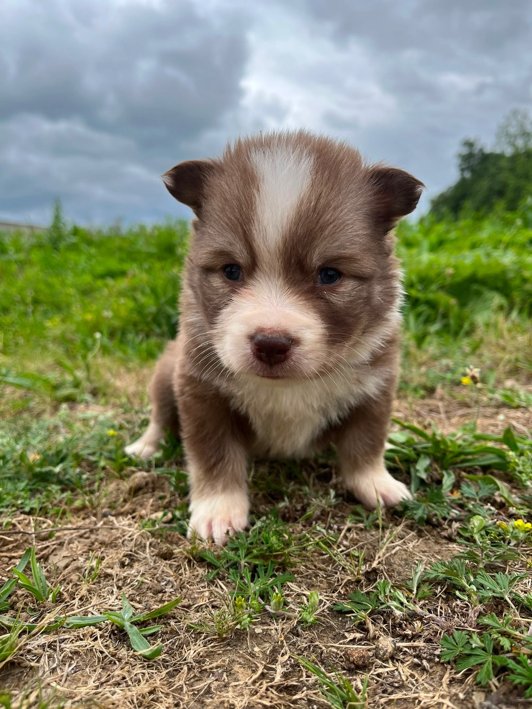 du Domaine des Trolls - Chiots disponibles - Chien finnois de Laponie