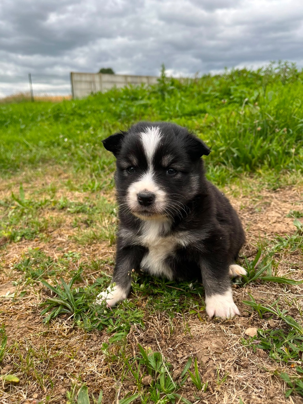 du Domaine des Trolls - Chiots disponibles - Chien finnois de Laponie