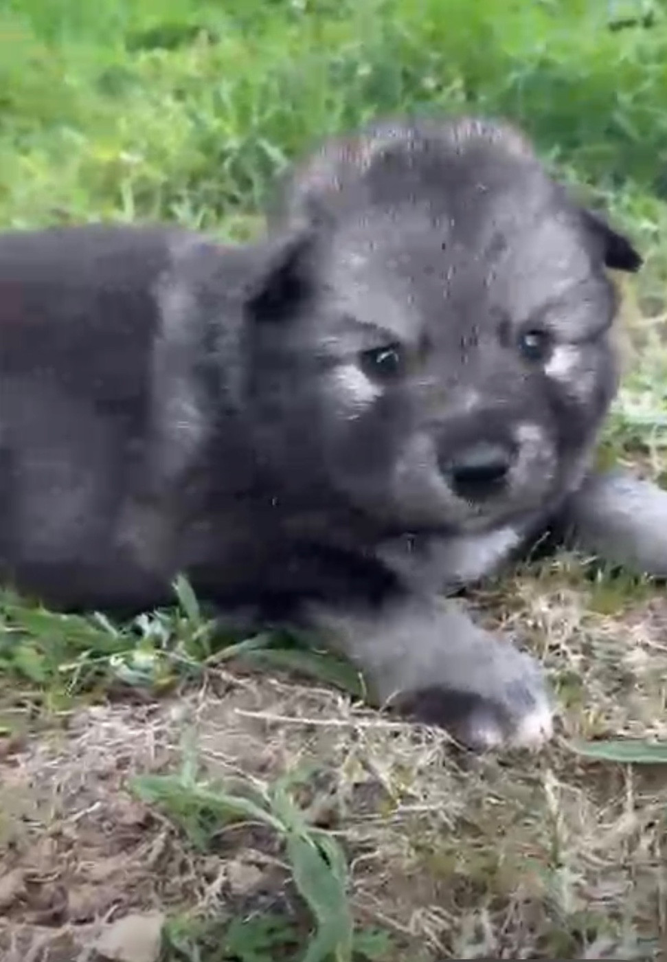 du Domaine des Trolls - Chiots disponibles - Chien finnois de Laponie