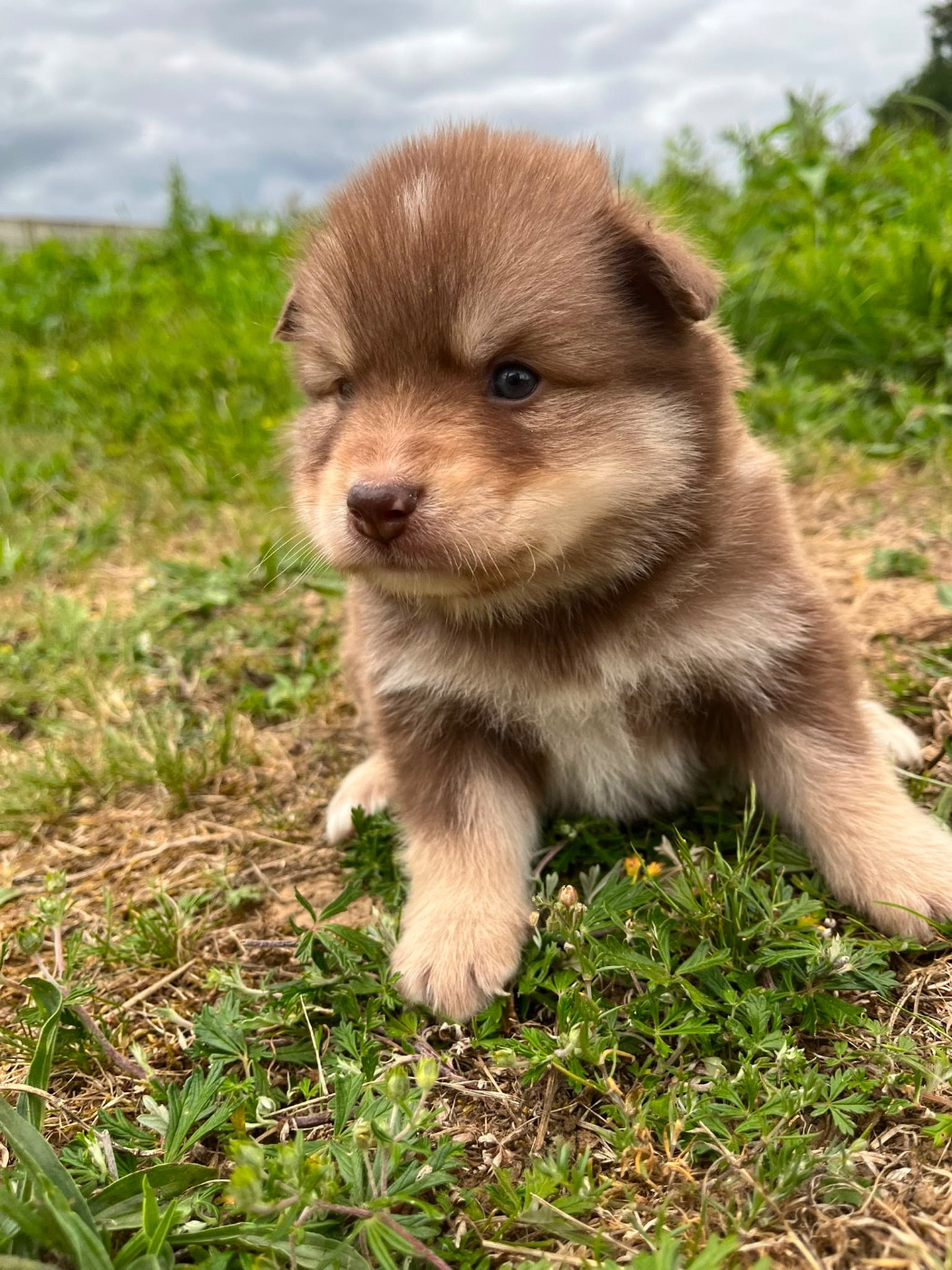 du Domaine des Trolls - Chiots disponibles - Chien finnois de Laponie