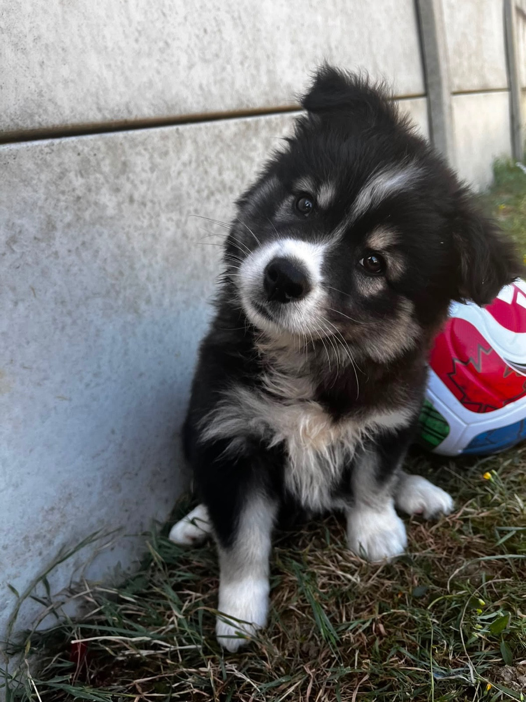 du Domaine des Trolls - Chiots disponibles - Chien finnois de Laponie