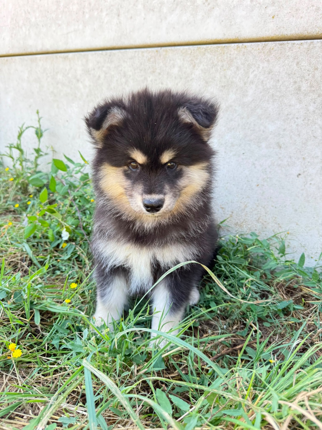 du Domaine des Trolls - Chiots disponibles - Chien finnois de Laponie