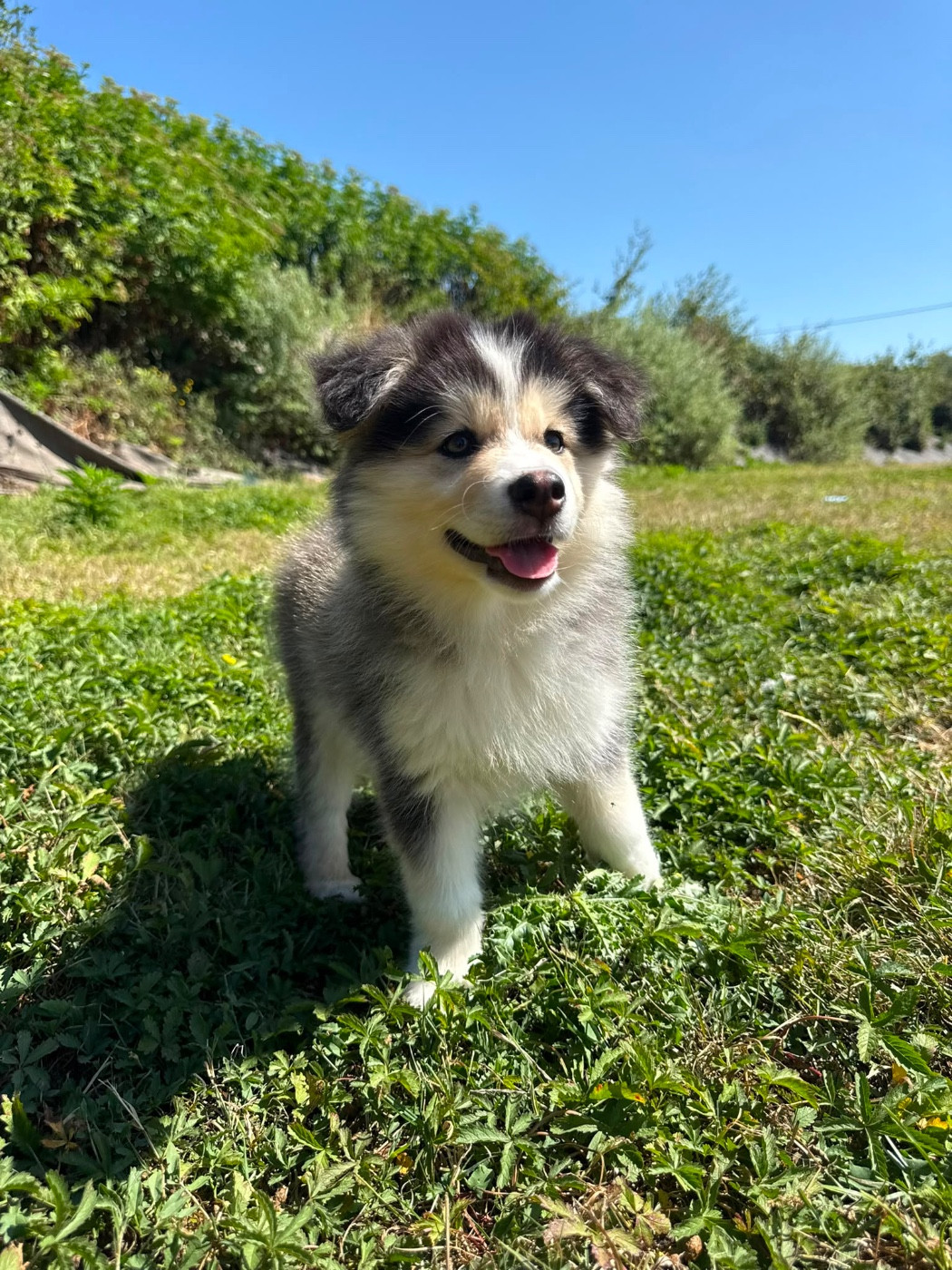 du Domaine des Trolls - Chiots disponibles - Chien finnois de Laponie