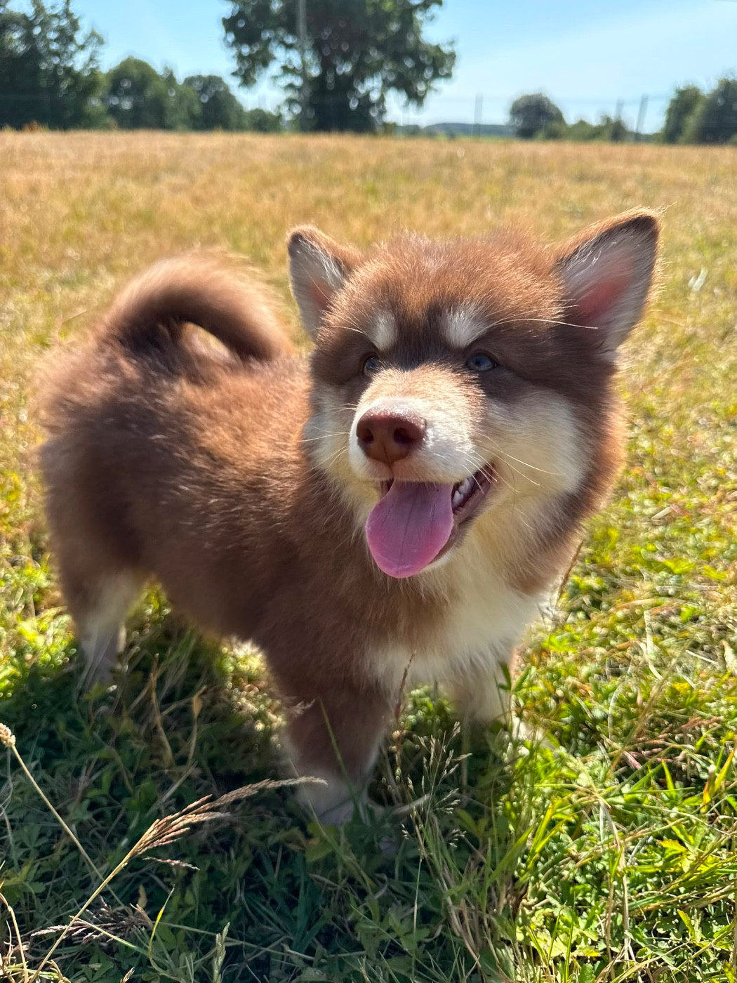 du Domaine des Trolls - Chiots disponibles - Chien finnois de Laponie