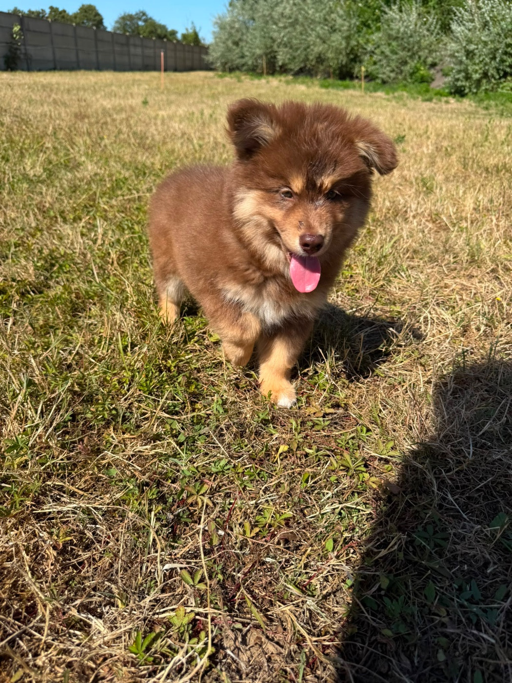 du Domaine des Trolls - Chiots disponibles - Chien finnois de Laponie