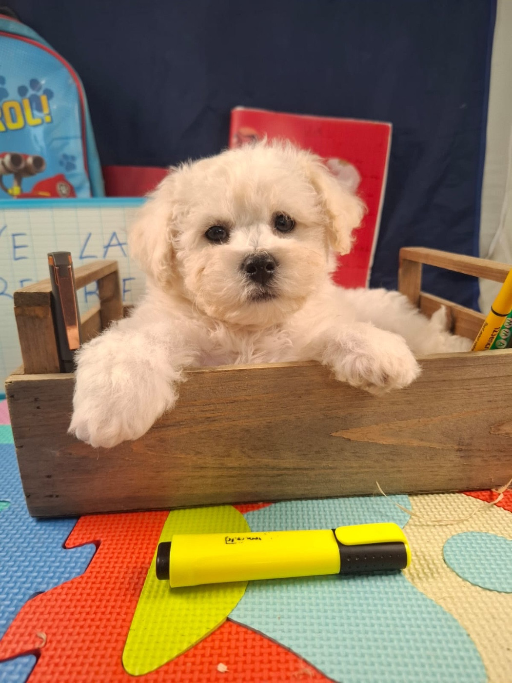 du Domaine des Trolls - Chiots disponibles - Bichon Frise